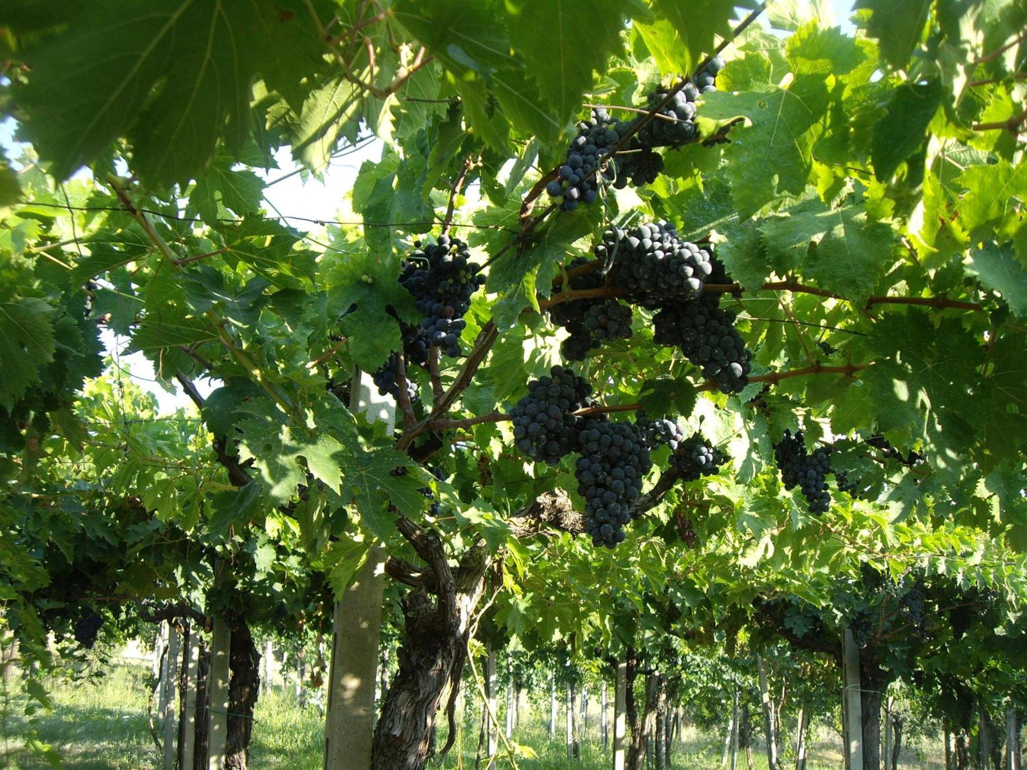 Agriturismo Il Borgo Degli Ulivi Розето-дельи-Абруцци Экстерьер фото